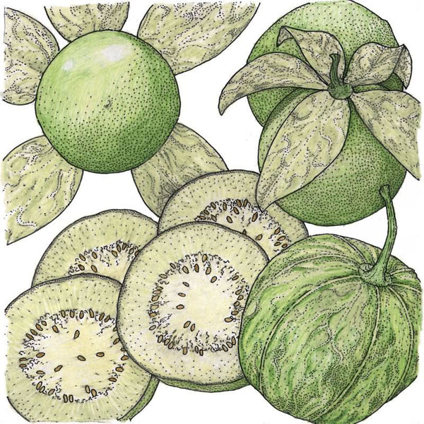 Organic Verde Tomatillo Seeds For Planting