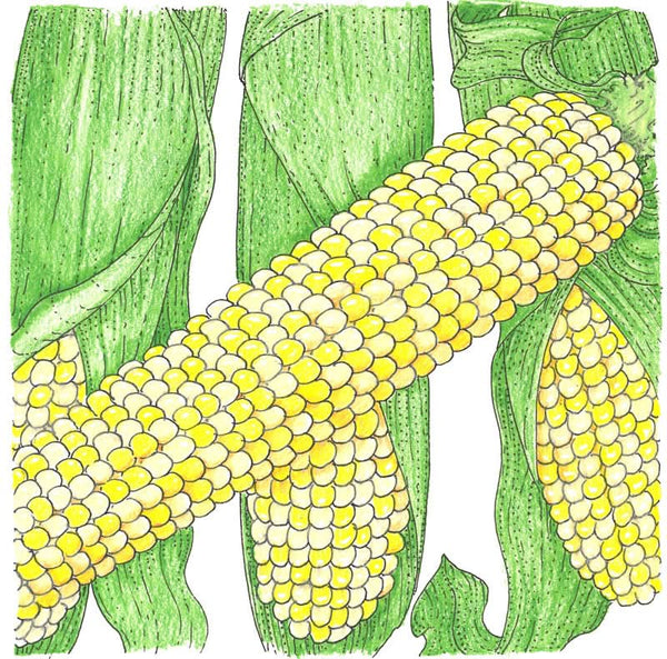 Organic Double Standard Corn Seeds For Planting