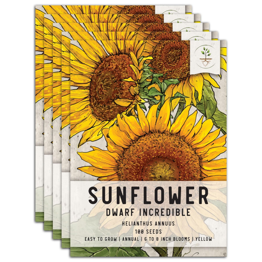 Incredible Dwarf Sunflower Seeds For Planting (Helianthus annuus ...