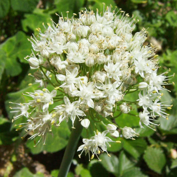 Organic Garlic Chives Seeds For Planting