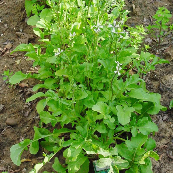 Organic Arugula Greens Seeds Planting