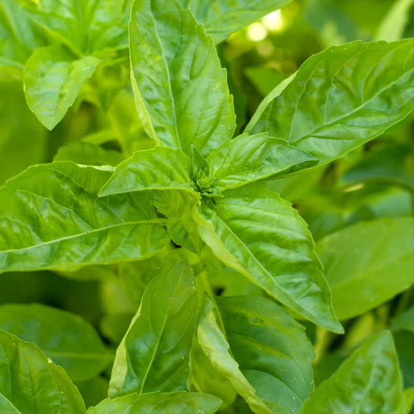 Organic Sweet Basil Seeds For Planting