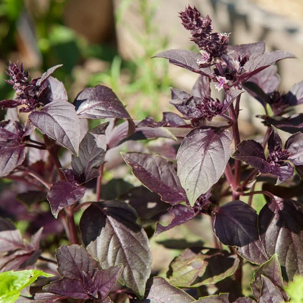 Organic Dark Purple Opal Basil Seeds