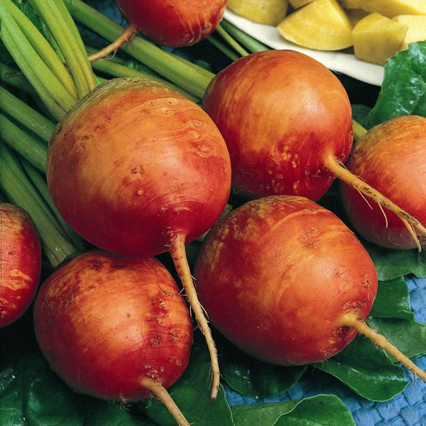 Organic Golden Detroit Beet Seeds For Planting