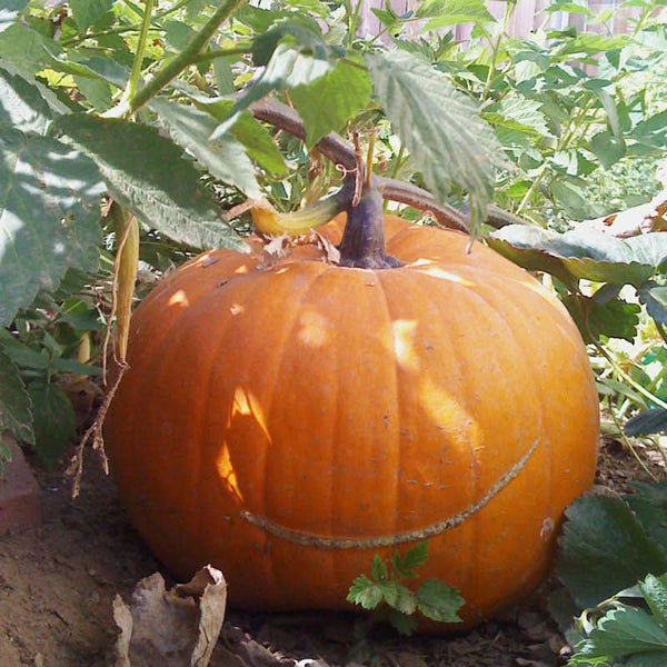 Organic Big Max Pumpkin Seeds For Planting