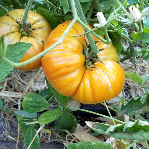 Organic Big Rainbow Tomato Seeds For Planting