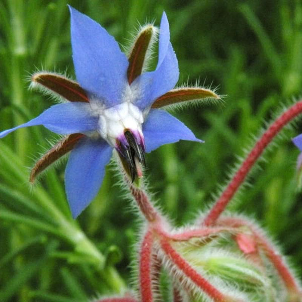 Organic Borage Seeds For Planting