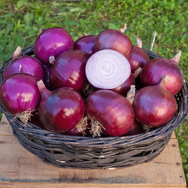 Organic Cabernet Onion Seeds For Planting