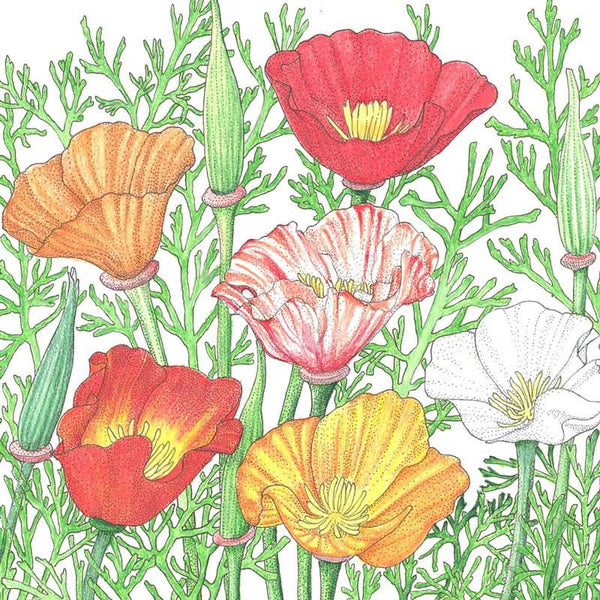 Organic California Poppy, Mission Bells (1/4 lb)