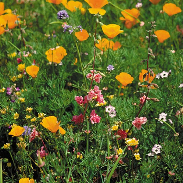 Organic California Native Wildflower Mix (pack)