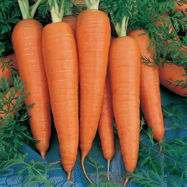 Organic Danvers Carrot Seeds For Planting