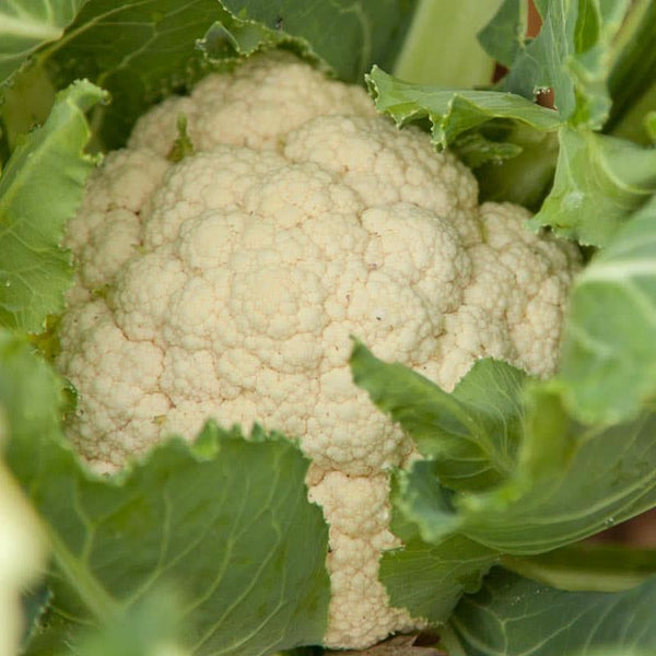 Organic Snowball Cauliflower Seeds For Planting