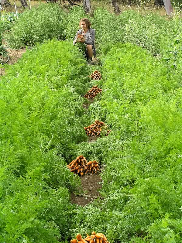 Organic Danvers Carrot Seeds For Planting