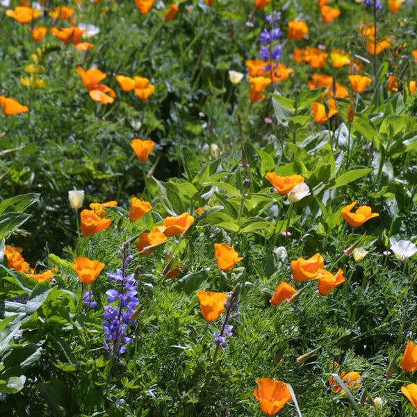 Organic Deer Proof Garden Wildflower Mix (pack)