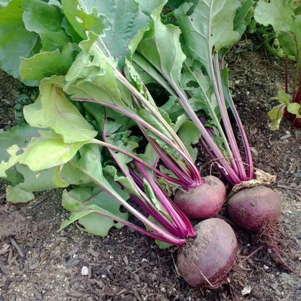 Organic Detroit Dark Red Beet Seeds For Planting