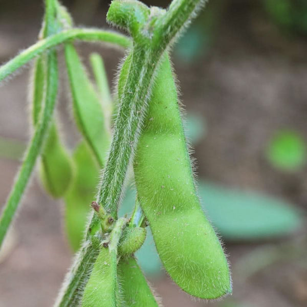 Organic Edamame Soybean Seeds For Planting