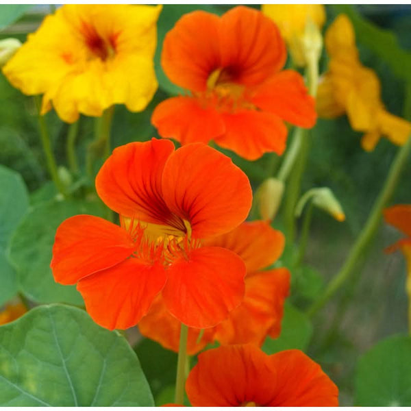 Organic Nasturtium, Dwarf Jewel Mix (lb)