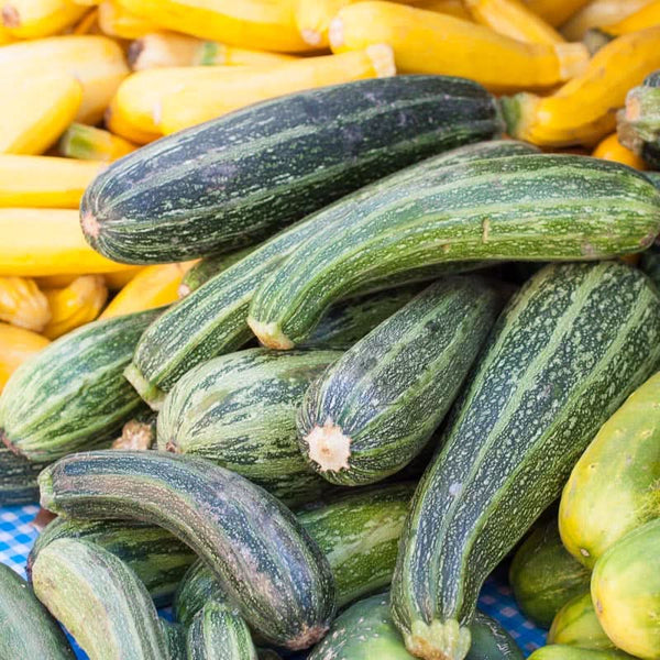 Organic Cocozelle Summer Squash Seeds For Planting