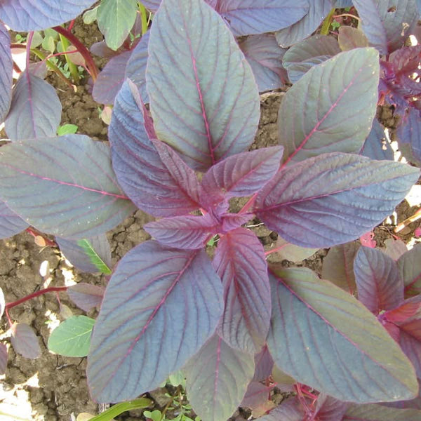 Organic Red Amaranth Greens Seeds For Planting