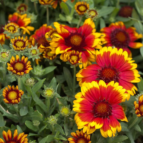 Organic Gaillardia, Indian Blanket (1/4 lb)