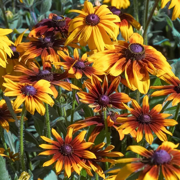 Organic Daisy, Gloriosa (1/4 lb)