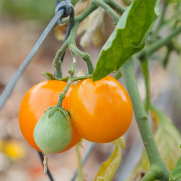 Organic Gold Nugget Tomato Seeds For Planting