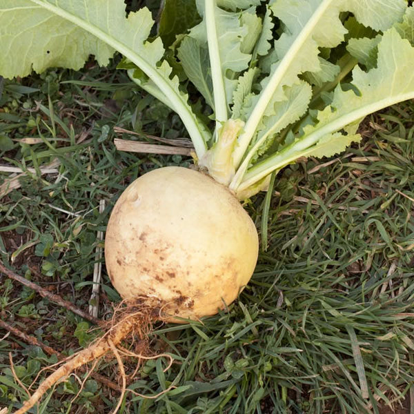 Organic Golden Globe Turnip Seeds For Planting