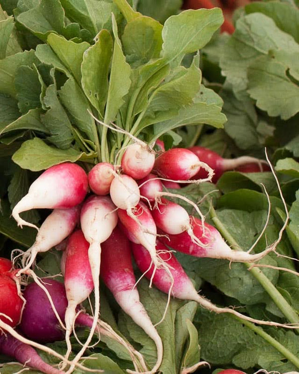 Organic French Breakfast Radish Seeds For Planting