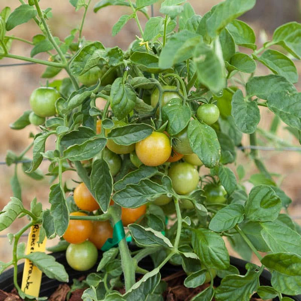 Organic Red Grape Riesenstraube Cherry Tomato Seeds For Planting