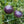 Organic Indigo Apple Tomato Seeds For Planting