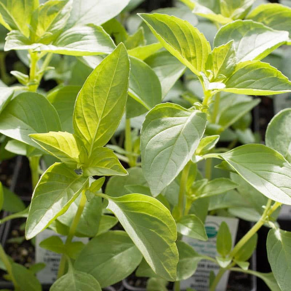 Organic Lemon Basil Seeds For Planting