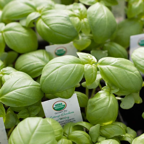 Organic Genovese Basil Seeds (1/4 lb)