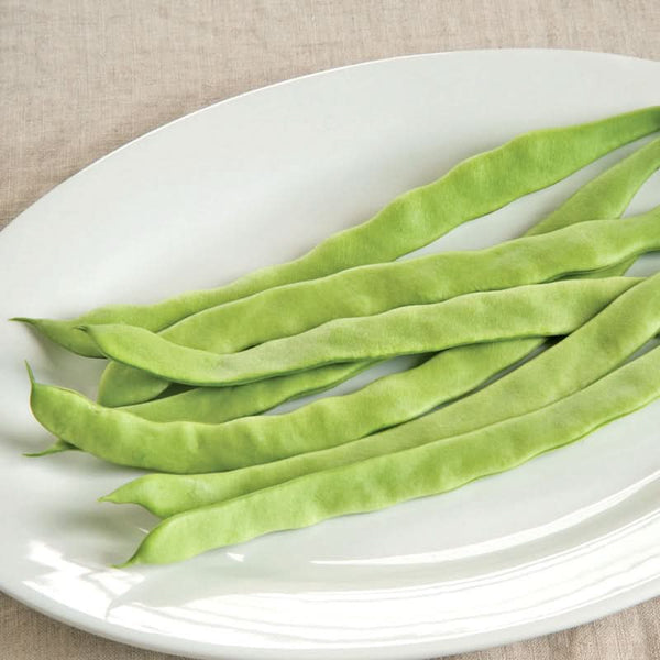 Organic Italian Snap Pole Bean Seeds For Planting