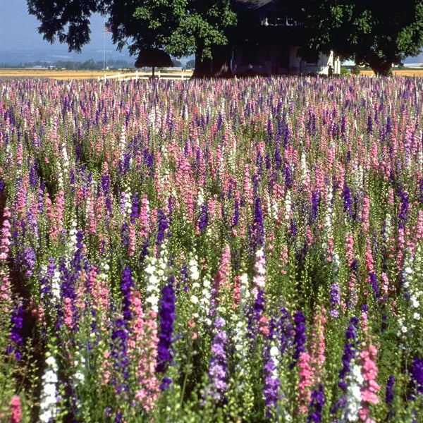 Organic Larkspur Mix (1/4 lb)