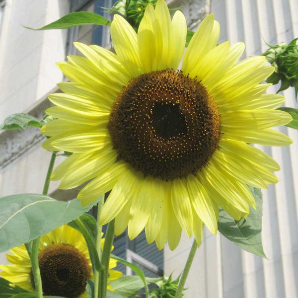 Organic Lemon Queen Sunflower Seeds For Planting