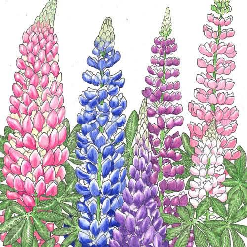 Organic Lupine, Russell (lb)