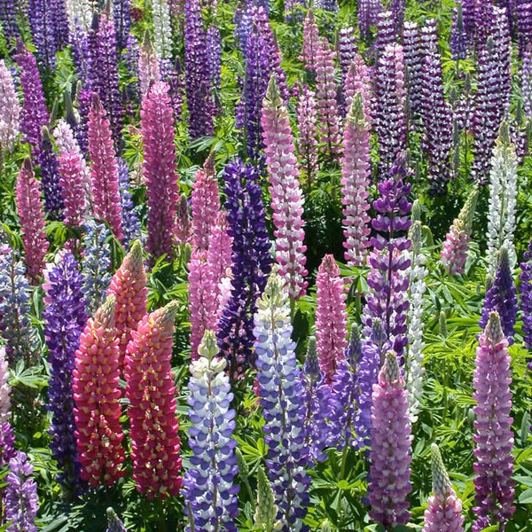 Organic Lupine, Russell (lb)