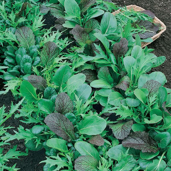 Organic Mesclun Mix Greens Seeds For Planting