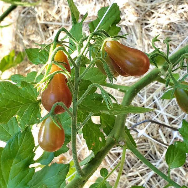 Organic Midnight Pear Tomato Seeds For Planting