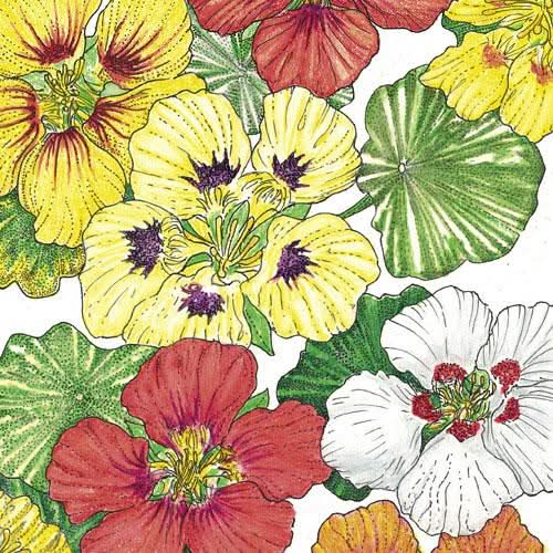 Organic Nasturtium, Dwarf Jewel Mix (lb)