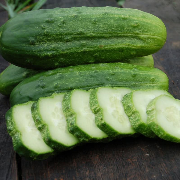 Organic National Pickling Cucumber Seeds For Planting