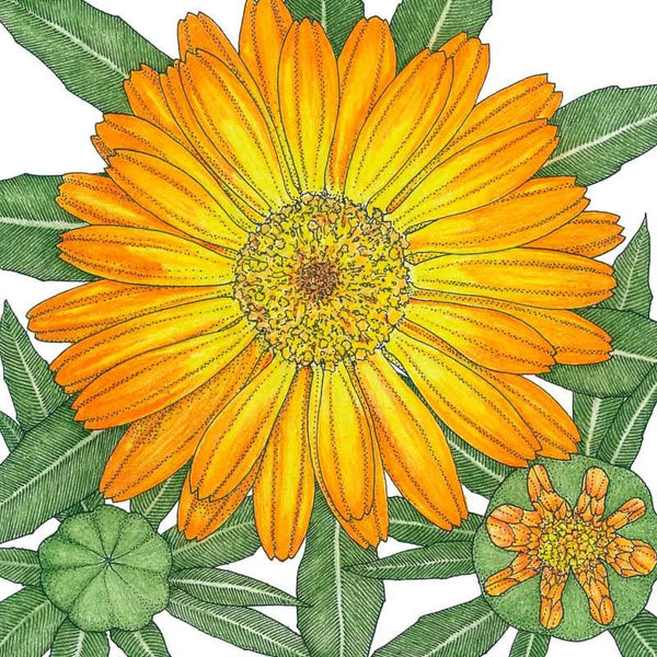 Organic Calendula, Orange (1 oz)