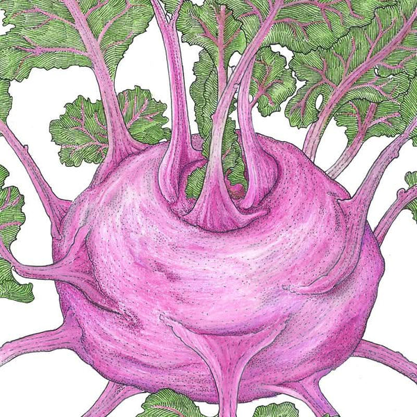 Organic Kohlrabi, Purple Vienna (1/4 lb)