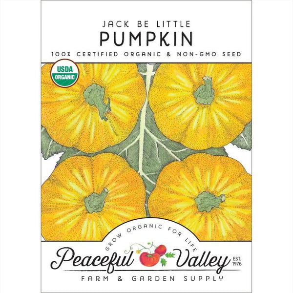 Organic Jack Be Little Pumpkin Seeds For Planting