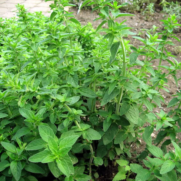 Organic Italian Oregano Seeds For Planting