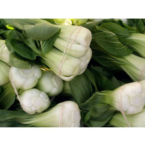 Organic Pak Choi  Baby Shanghai Greens Seeds For Planting