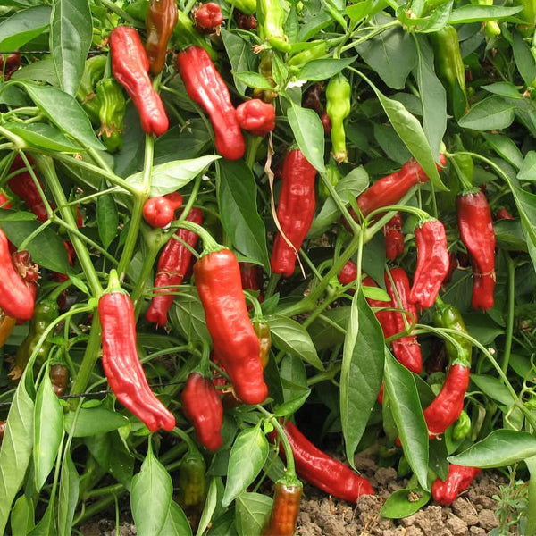 Organic Shishito Pepper Seeds For Planting