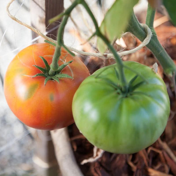 Organic Brandywine Pink Tomato Seeds For Planting