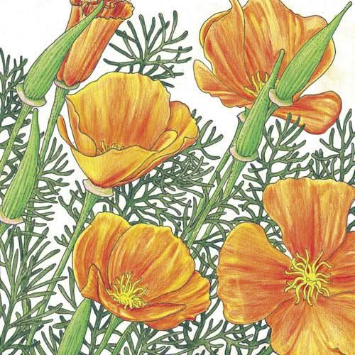 Organic California Golden Poppy Seeds For Planting (1/4 lb)