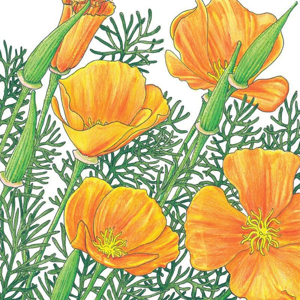 Organic California Golden Poppy Seeds For Planting (lb)